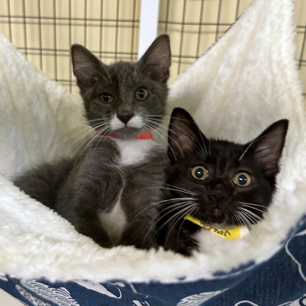 Jacob, Adoptable, Kitten Male Domestic Short Hair.