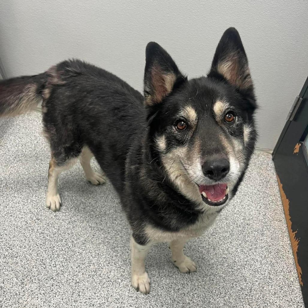 Odin, ADOPTABLE, Adult Male Husky & Mixed Breed.
