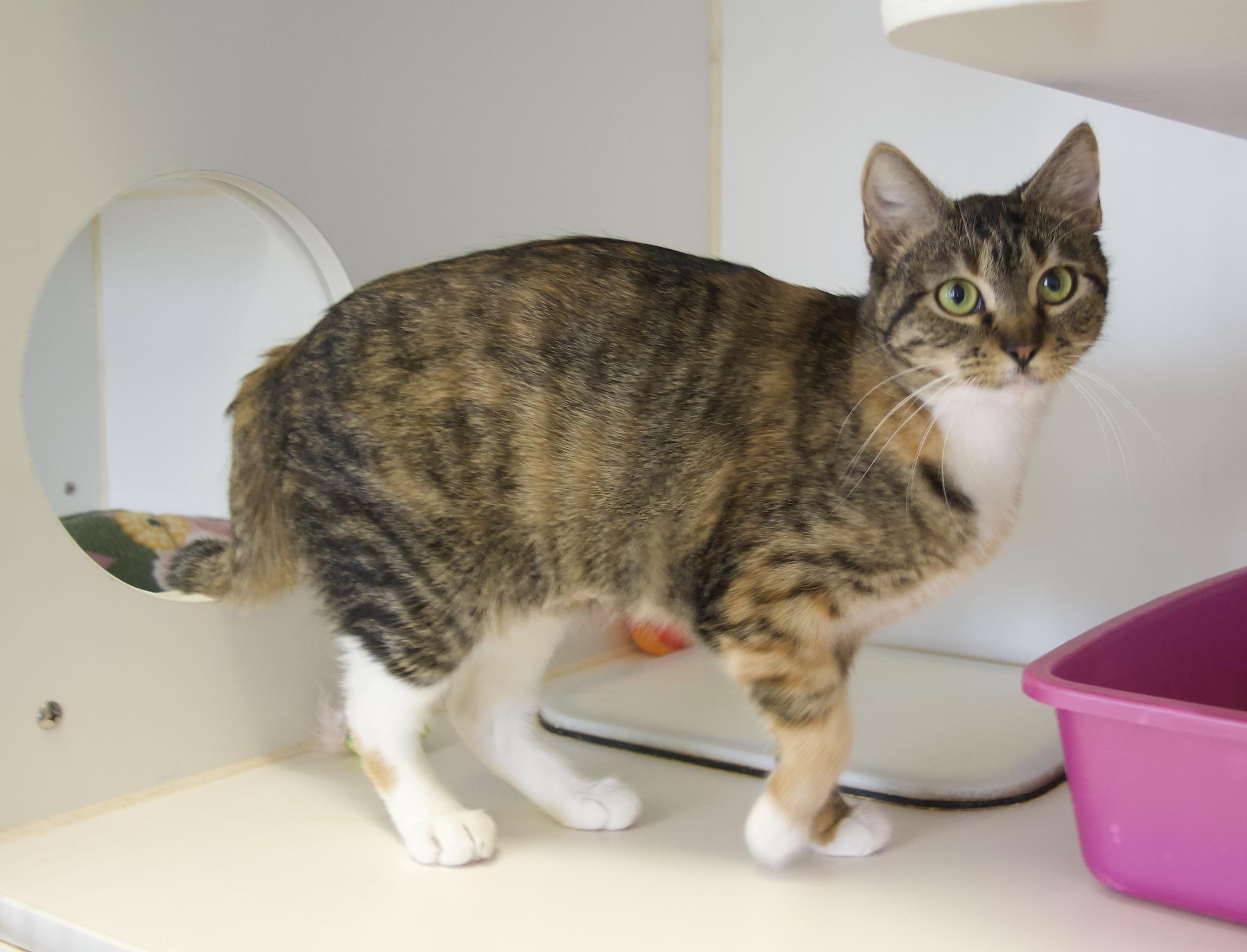 Enlarge Splash, an adopted Domestic Short Hair in Grass Valley, CA image 2/2