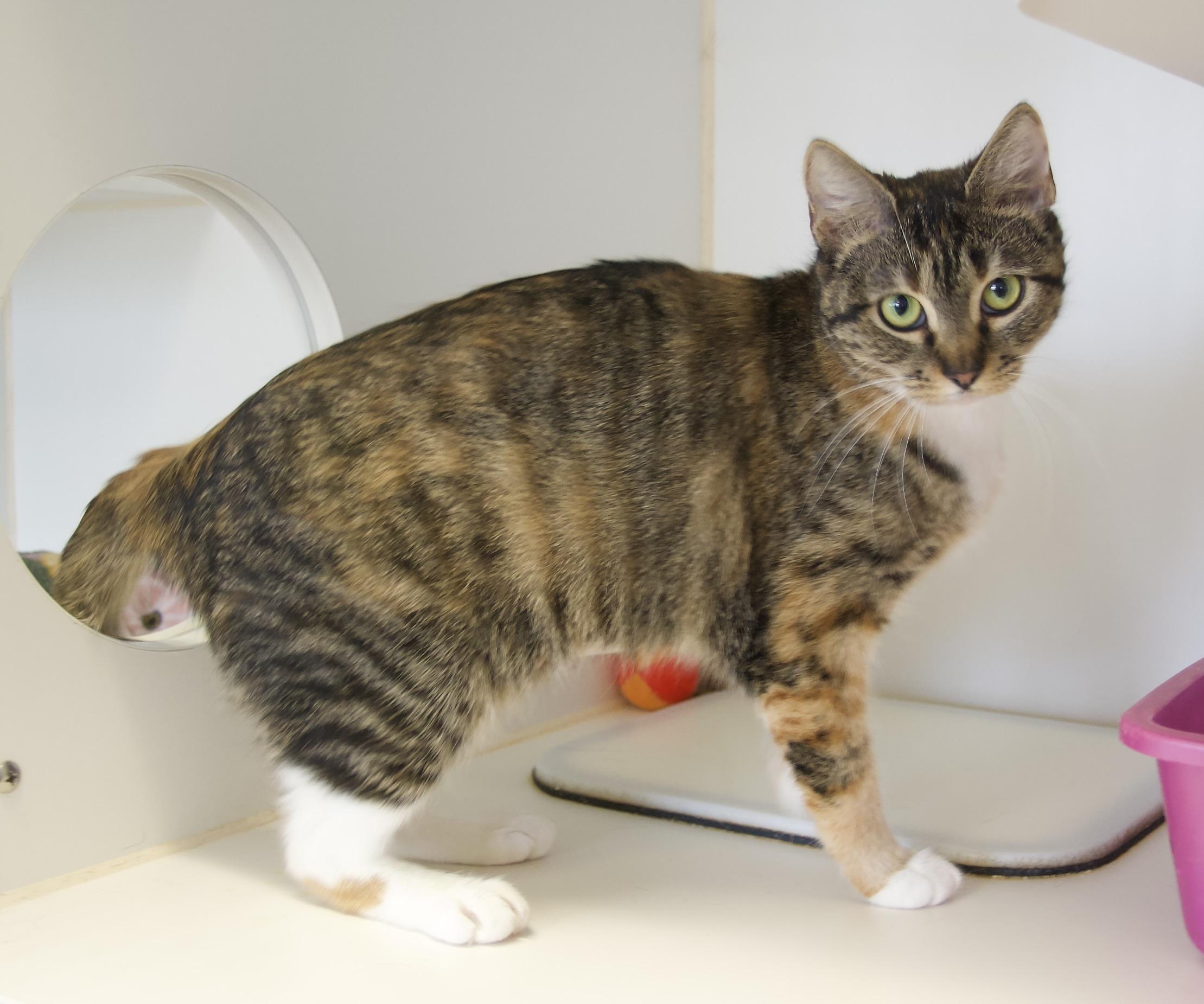 Enlarge Splash, an adopted Domestic Short Hair in Grass Valley, CA image 1/2