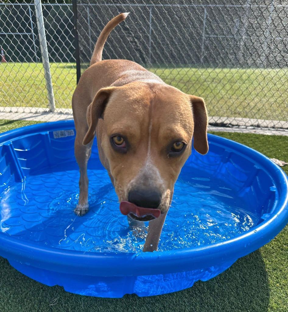 Enlarge Sammy, a Adoptable mixed breed in Athens, TN image 1/6