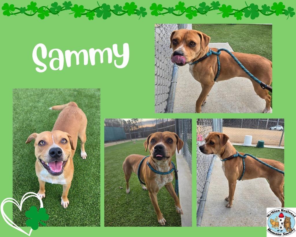 Enlarge Sammy, a Adoptable mixed breed in Athens, TN image 2/6