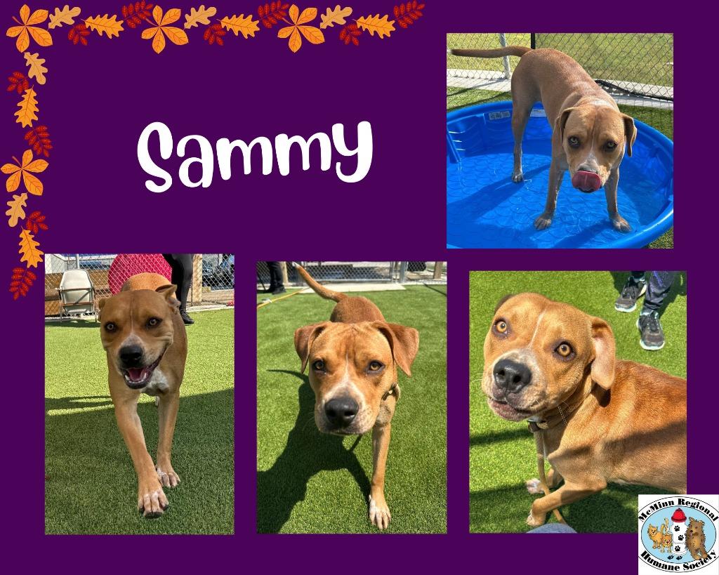 Enlarge Sammy, a Adoptable mixed breed in Athens, TN image 3/6