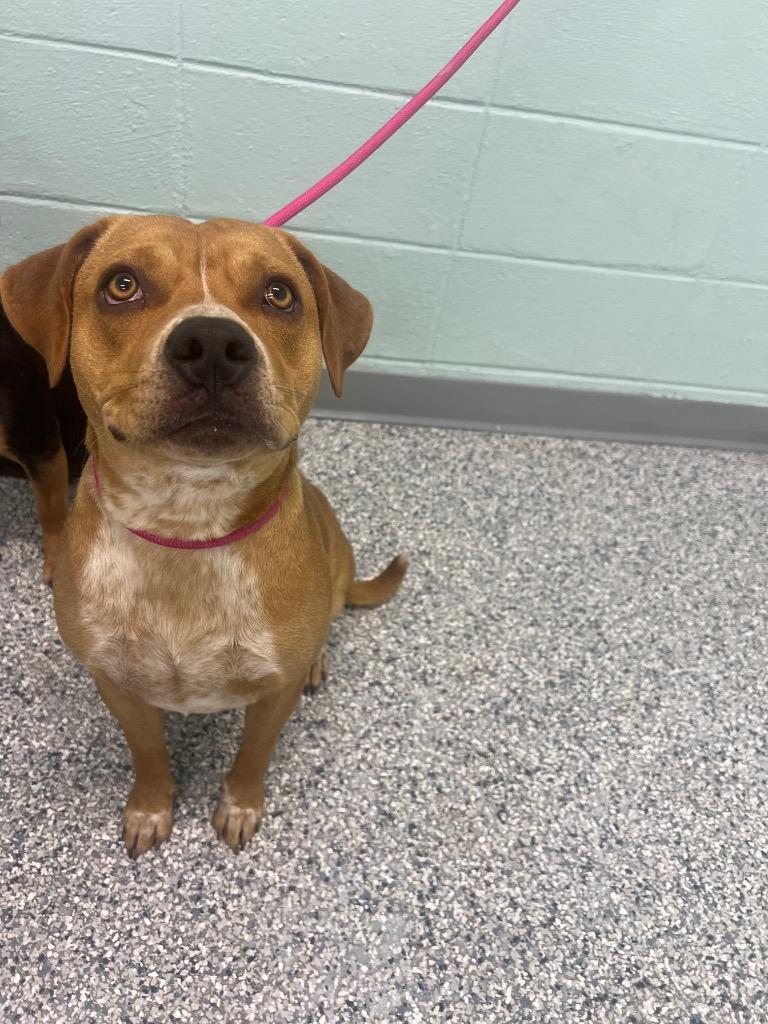 Enlarge Sammy, a Adoptable mixed breed in Athens, TN image 5/6