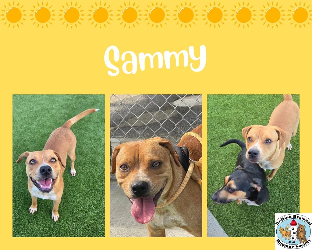 Enlarge Sammy, a Adoptable mixed breed in Athens, TN image 6/6