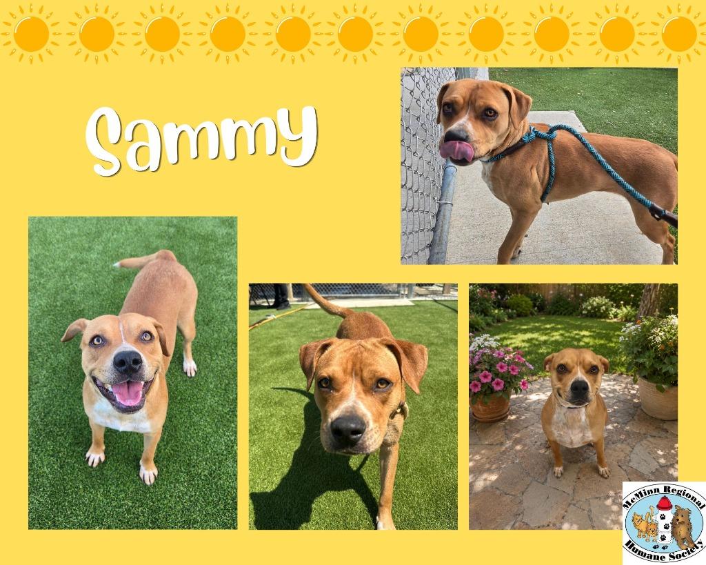 Enlarge Sammy, a Adoptable mixed breed in Athens, TN image 6/6
