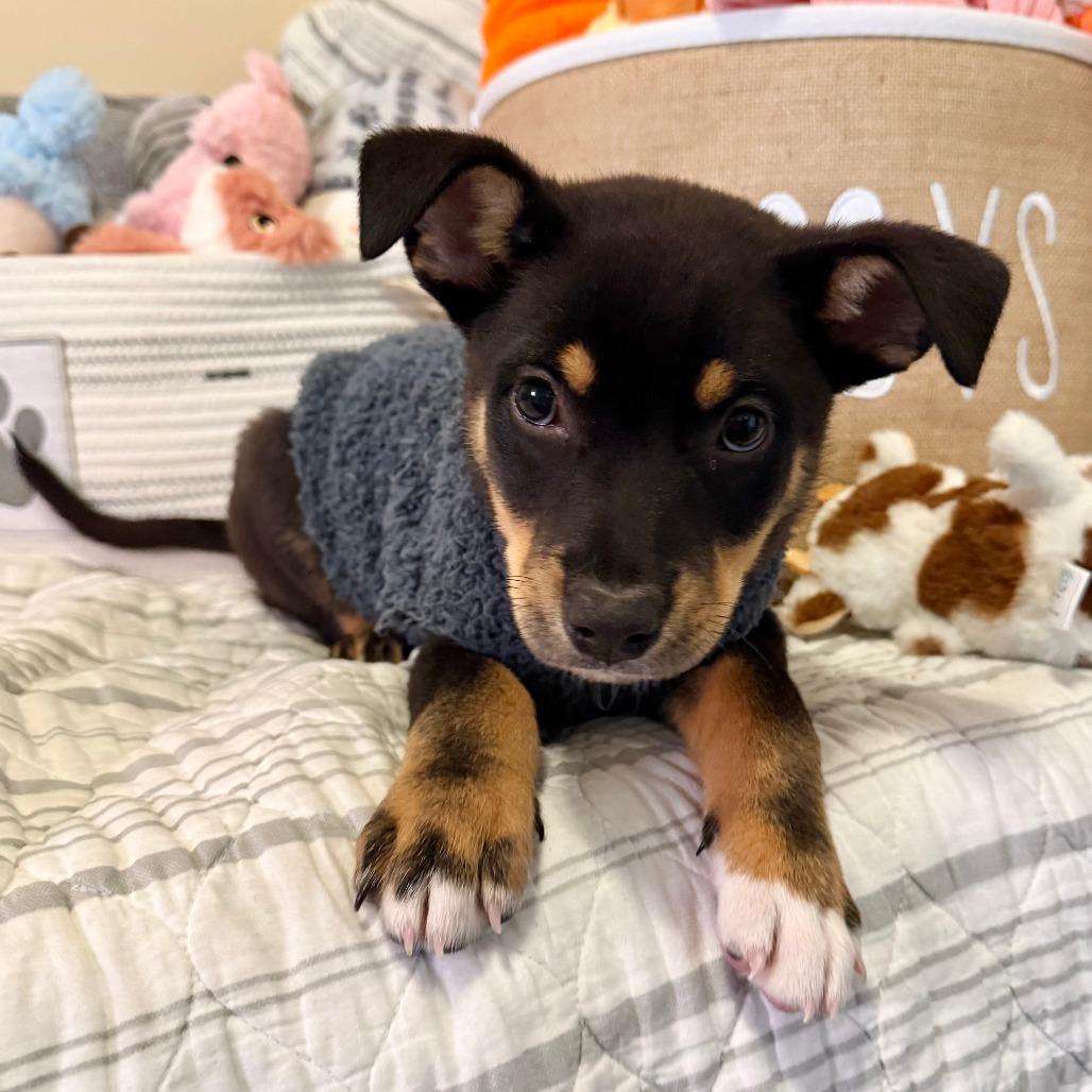 Enlarge Dandy, a Adoptable Shepherd in Agoura Hills, CA image 1/5
