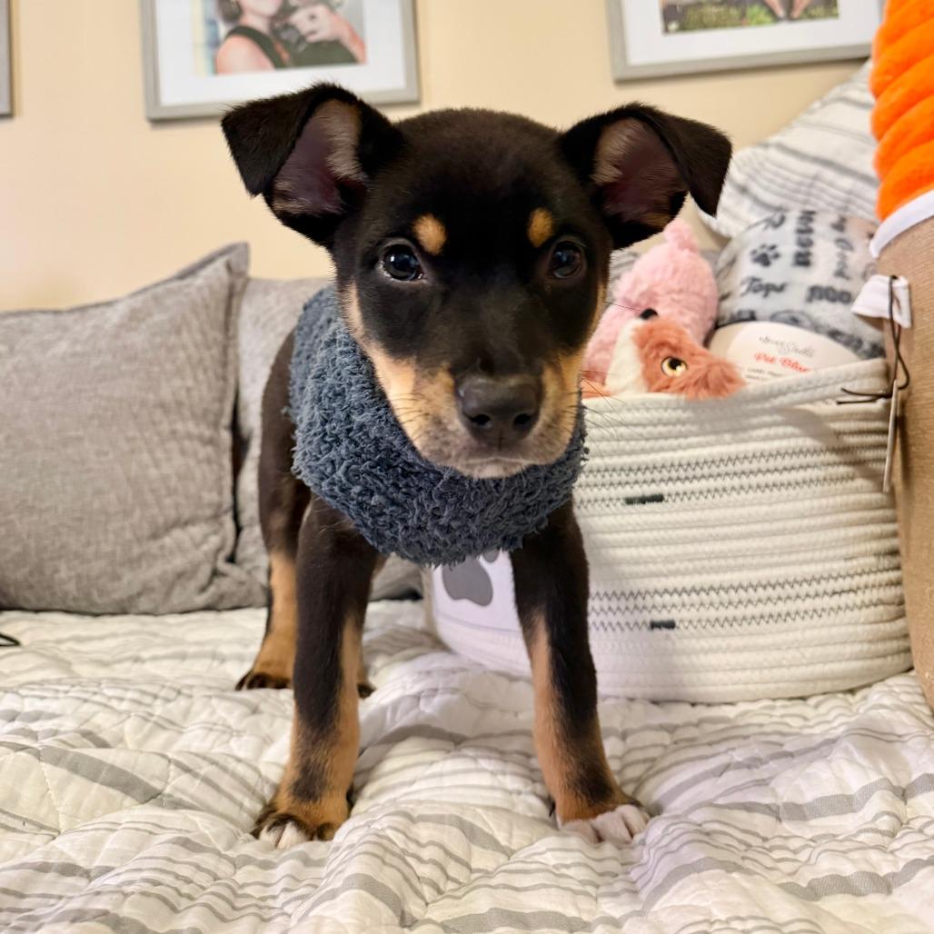 Enlarge Dandy, a Adoptable Shepherd in Agoura Hills, CA image 2/5