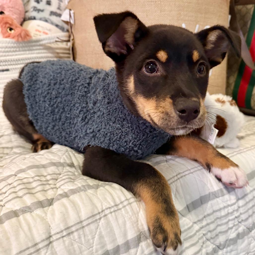 Enlarge Dandy, a Adoptable Shepherd in Agoura Hills, CA image 3/5