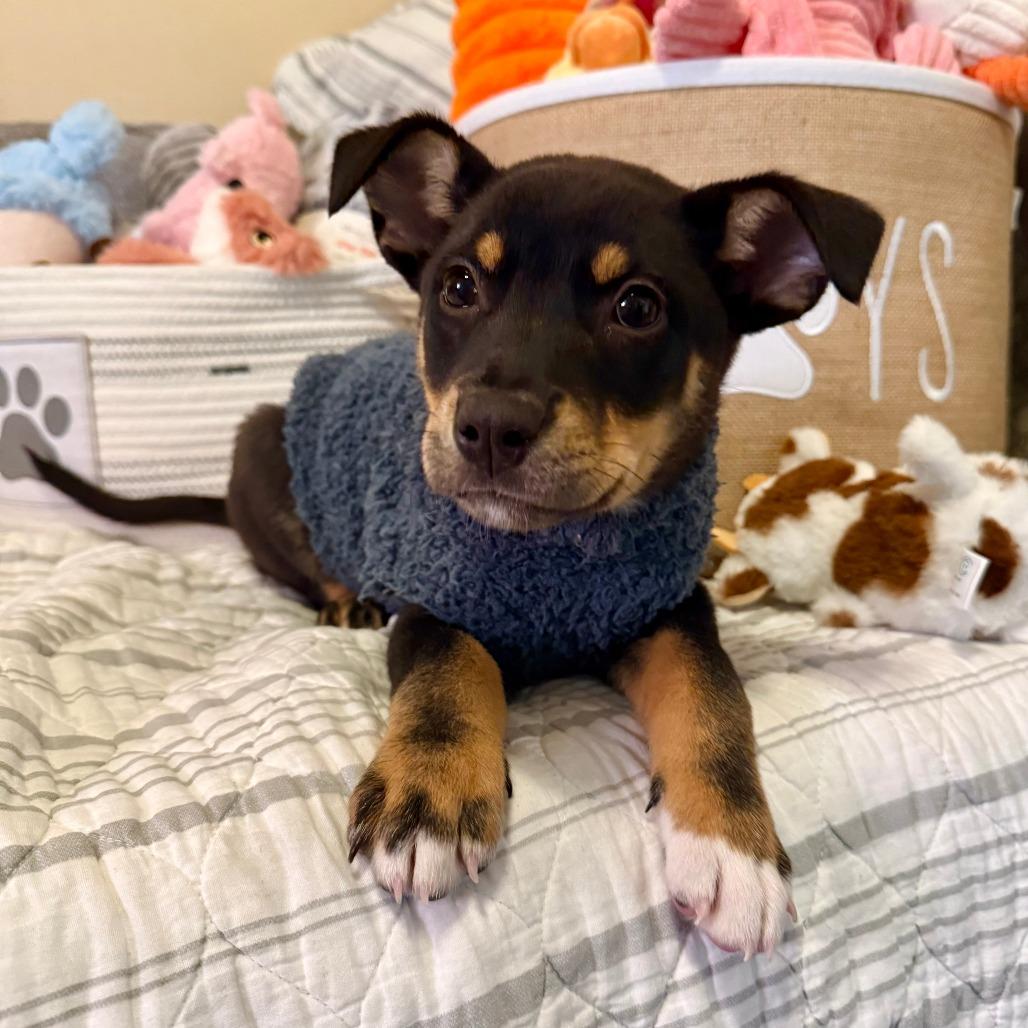 Enlarge Dandy, a Adoptable Shepherd in Agoura Hills, CA image 5/5