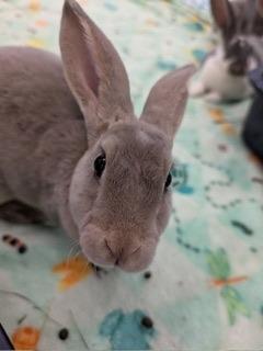 Pipsqueak, Adoptable, Baby Female Mini Rex.