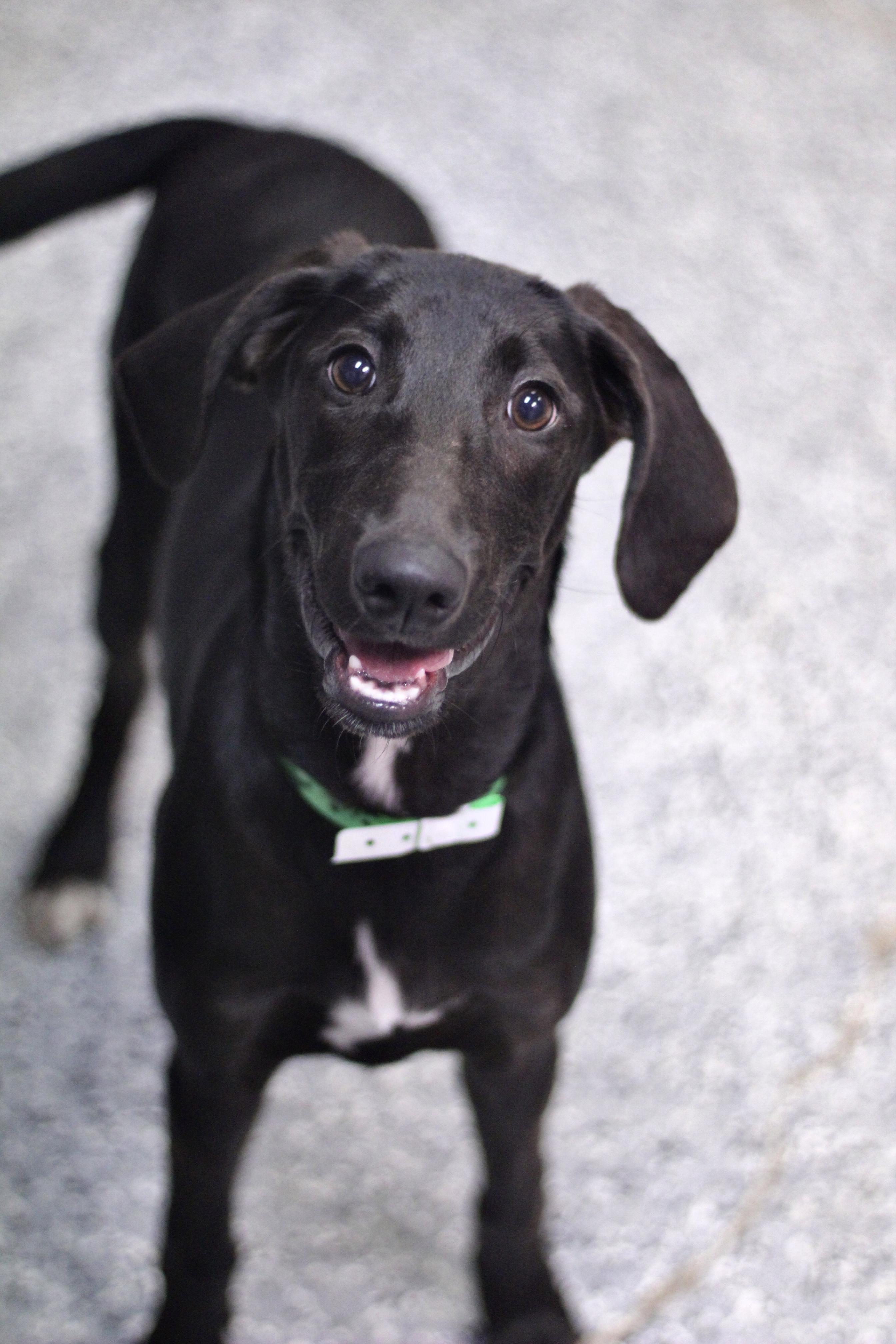 Midler in NH! Come Meet our Adoptable Dogs Wednesday-Saturday. More info in Bio!