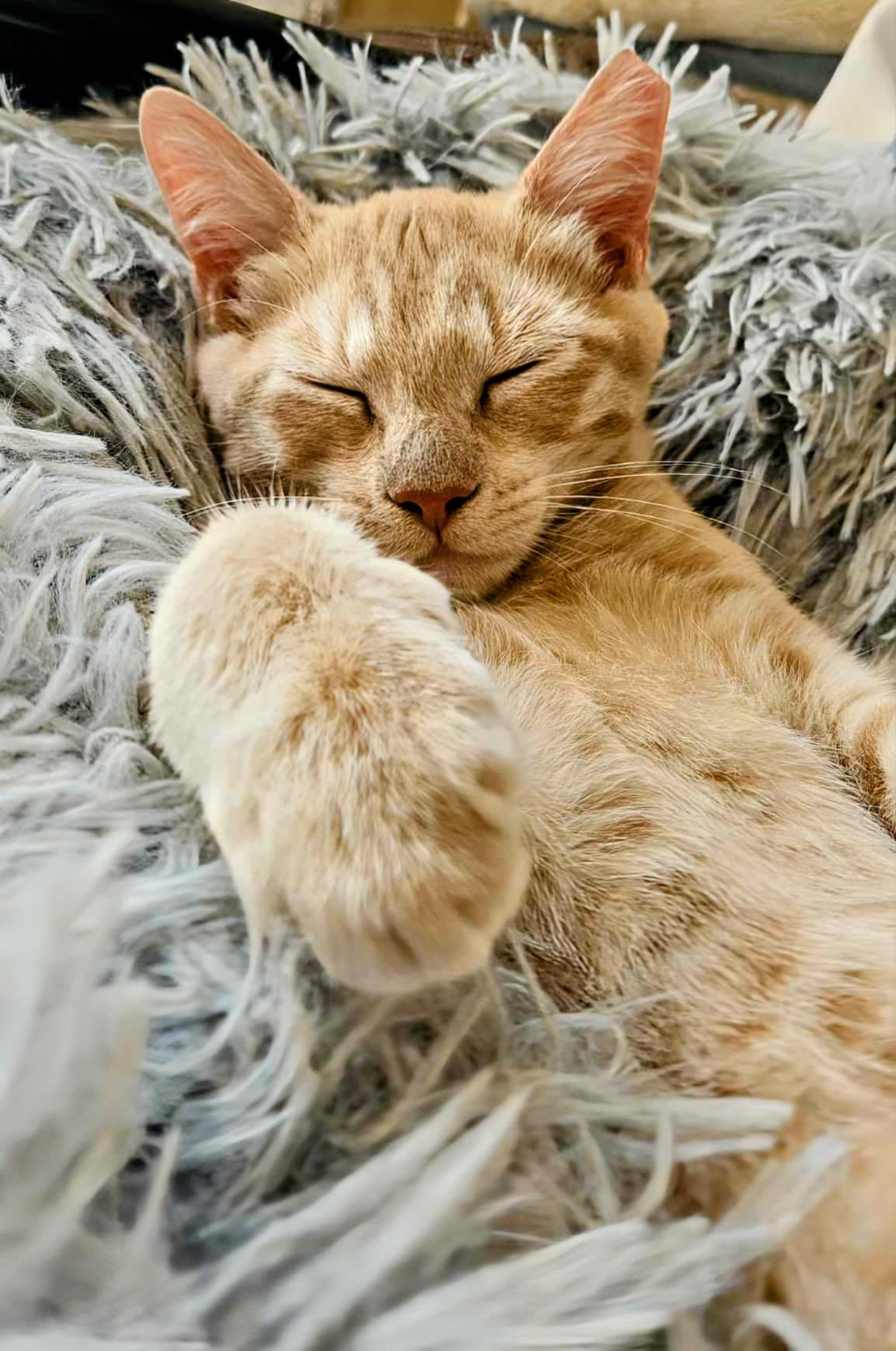 Tito (brother to Grey Goose)