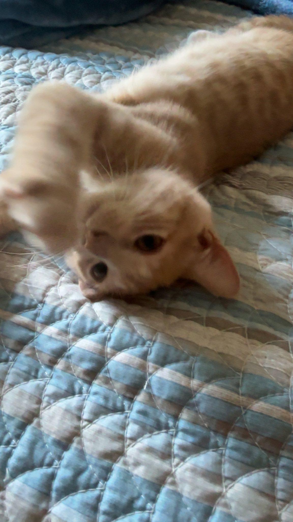 Tito (brother to Grey Goose)