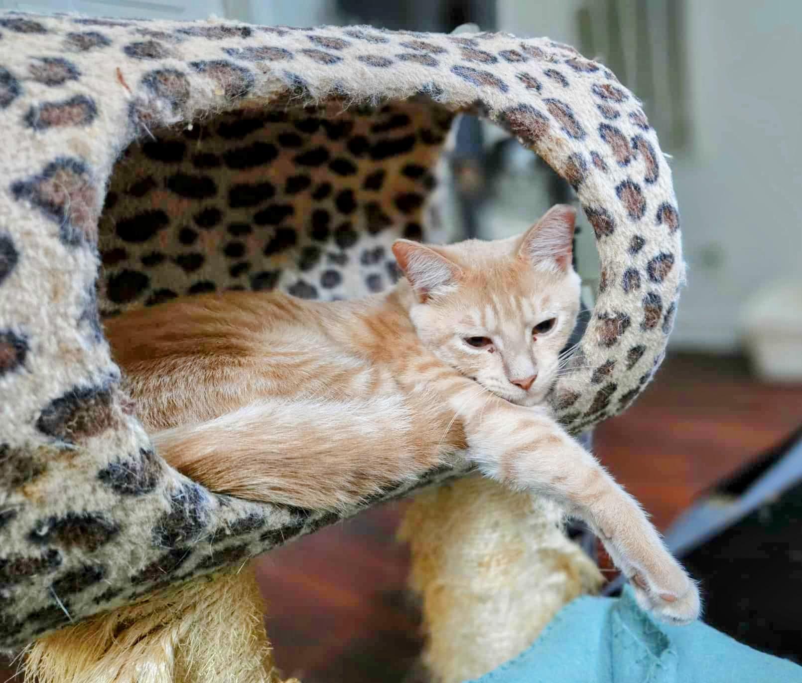 Tito (brother to Grey Goose)