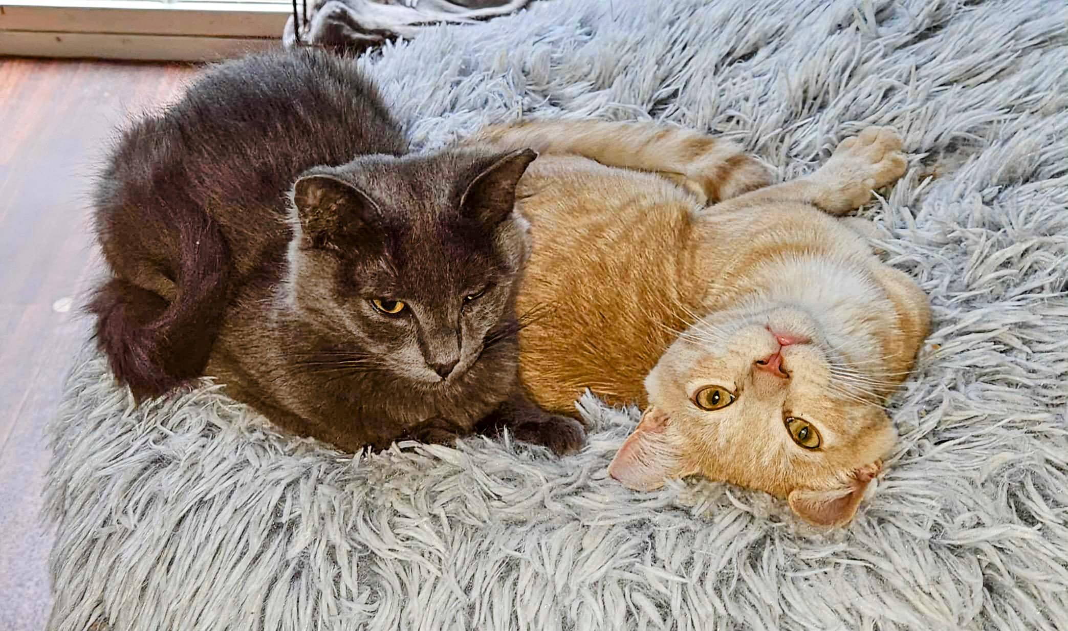 Tito (brother to Grey Goose)