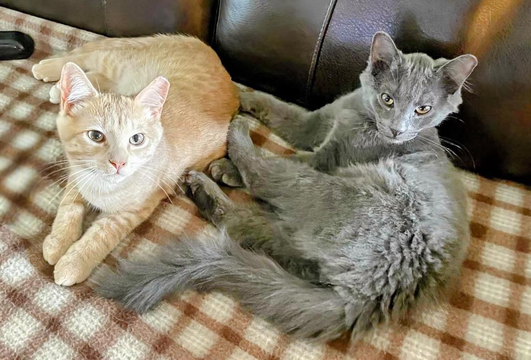 Tito (brother to Grey Goose)