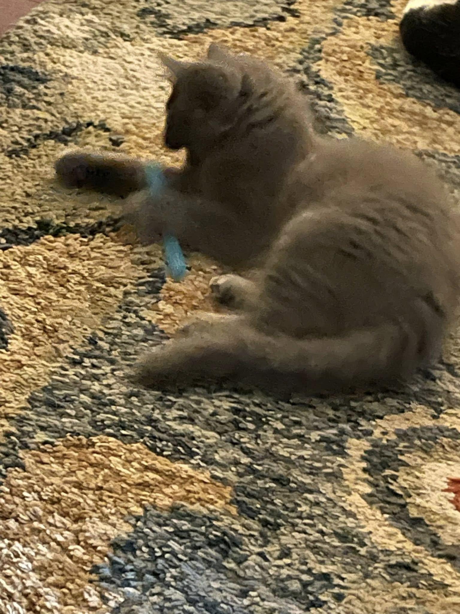 Tito (brother to Grey Goose)