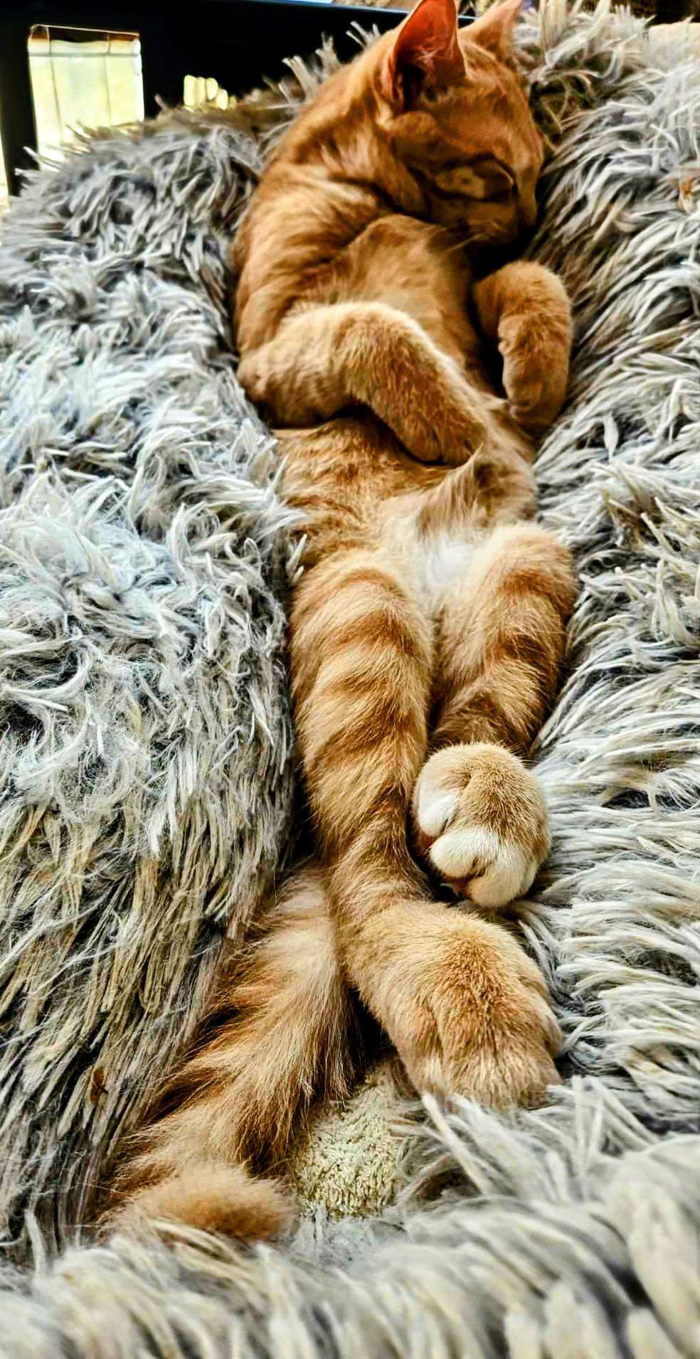 Tito (brother to Grey Goose)