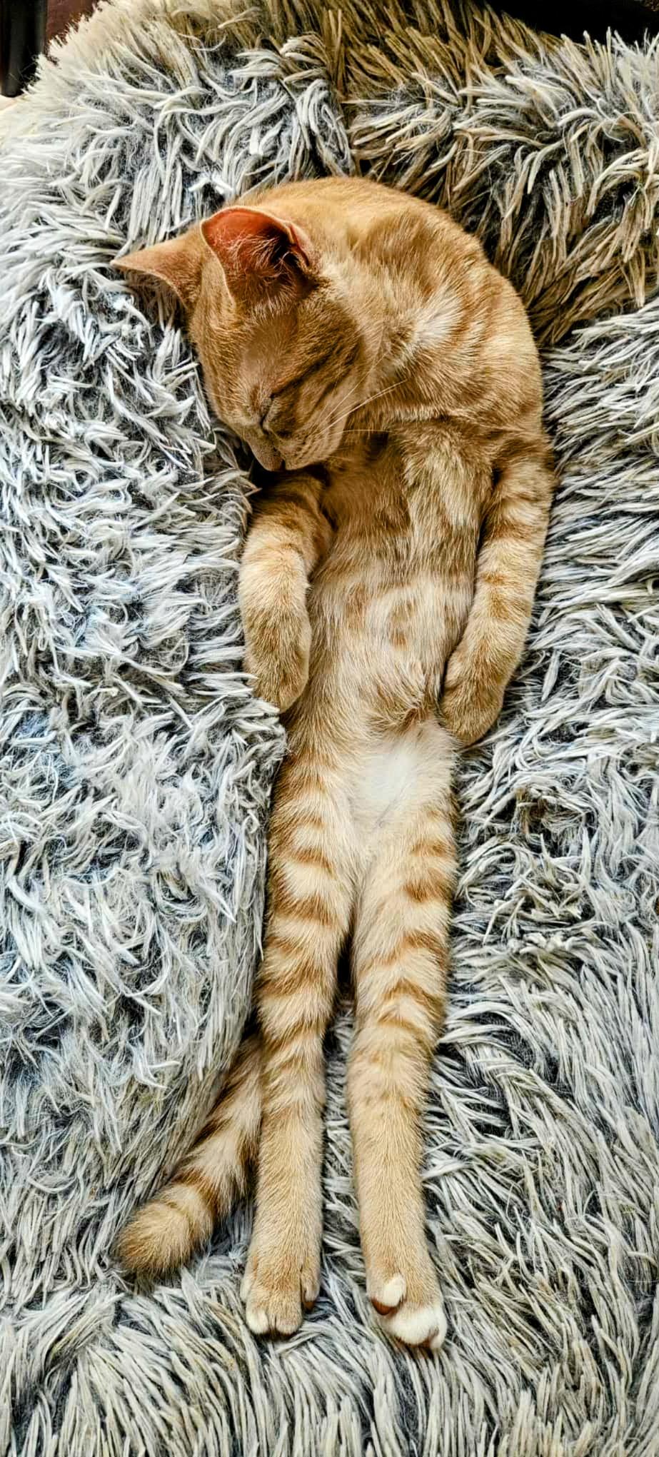 Tito (brother to Grey Goose)