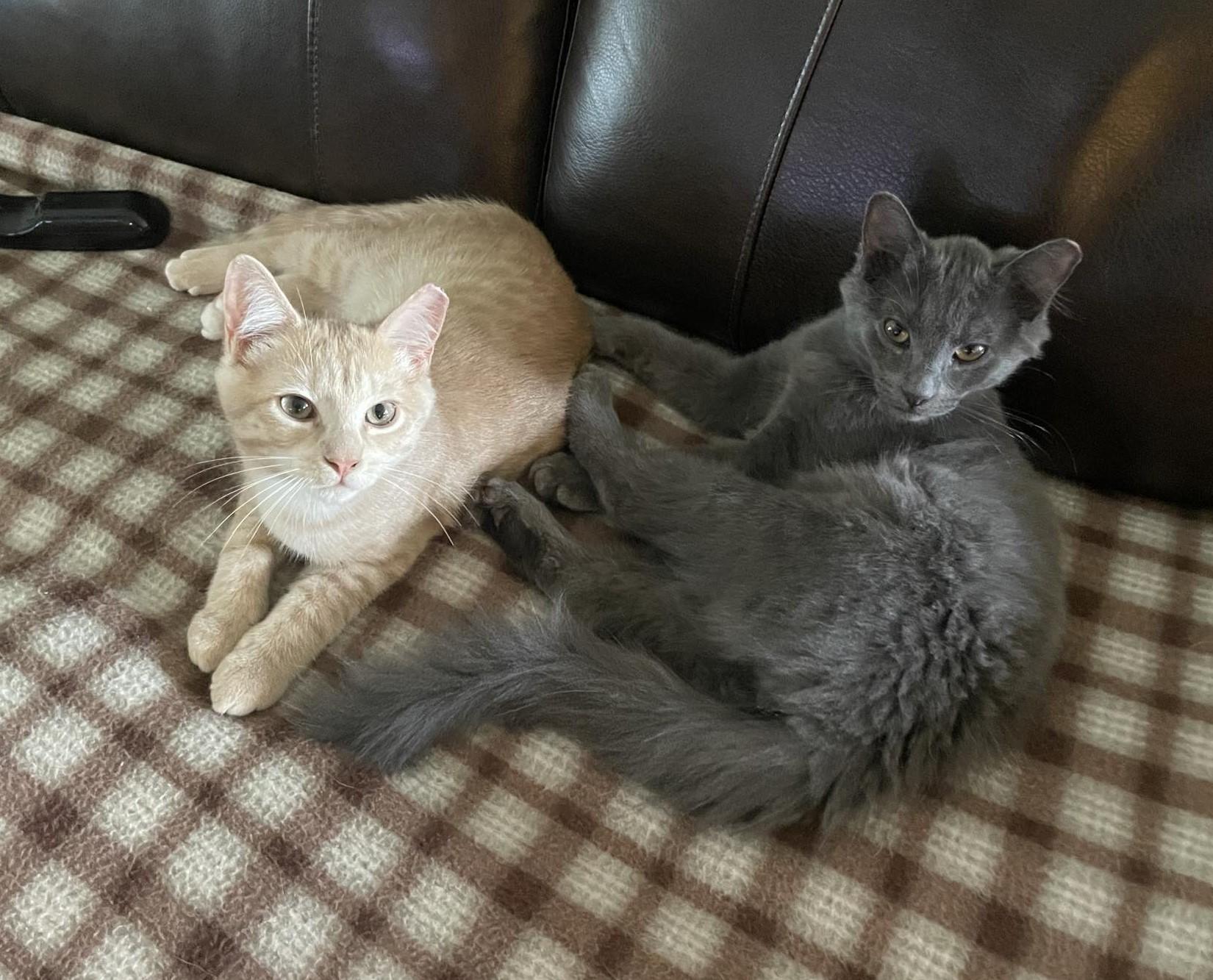 Tito (brother to Grey Goose)