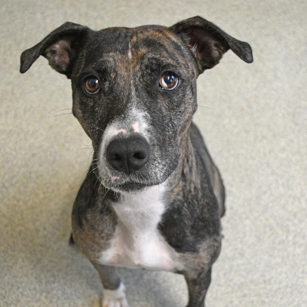 Enlarge Sun, a Adoptable mixed breed in Columbus, NC image 1/6