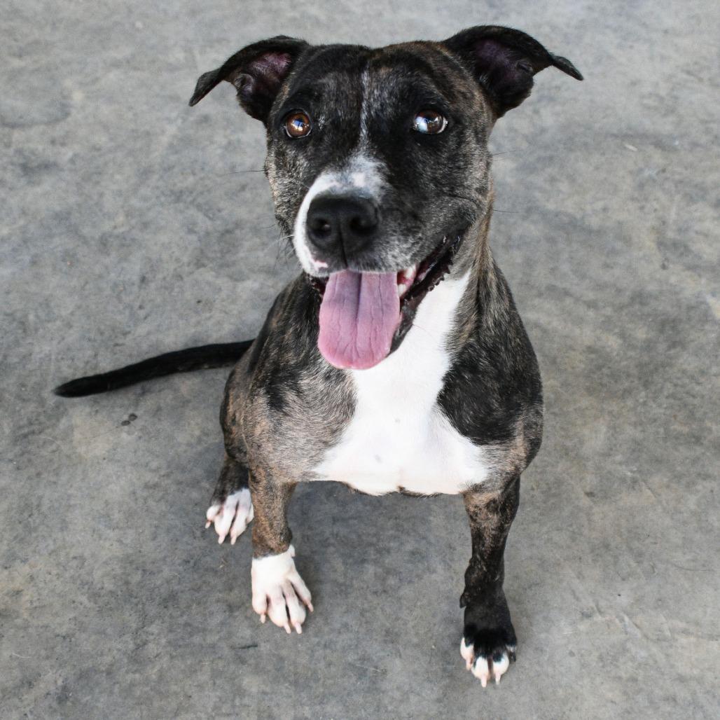 Enlarge Sun, a Adoptable mixed breed in Columbus, NC image 2/6