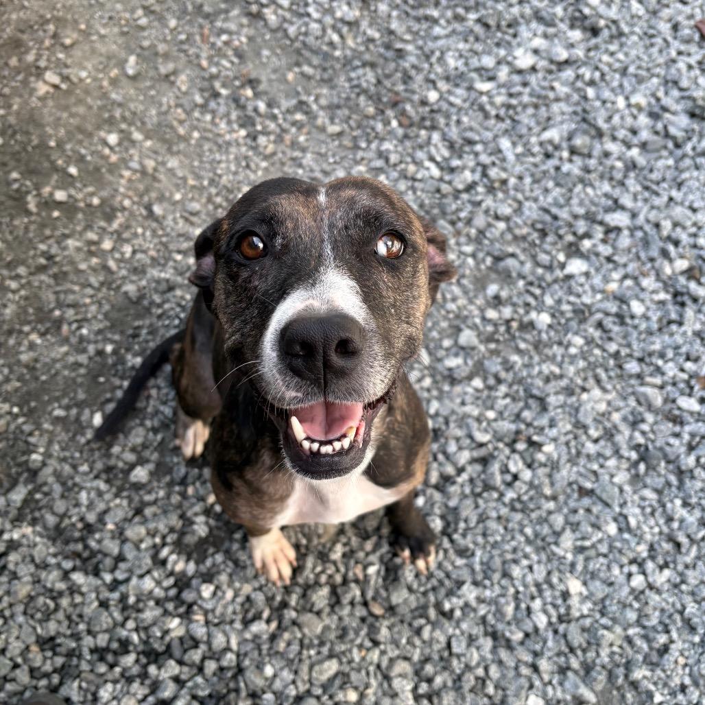Enlarge Sun, a Adoptable mixed breed in Columbus, NC image 3/6