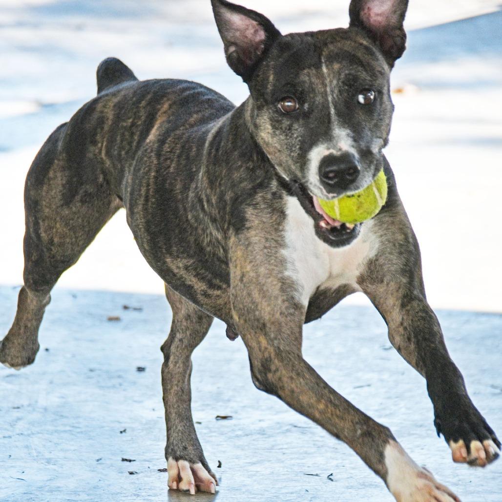 Enlarge Sun, a Adoptable mixed breed in Columbus, NC image 4/6