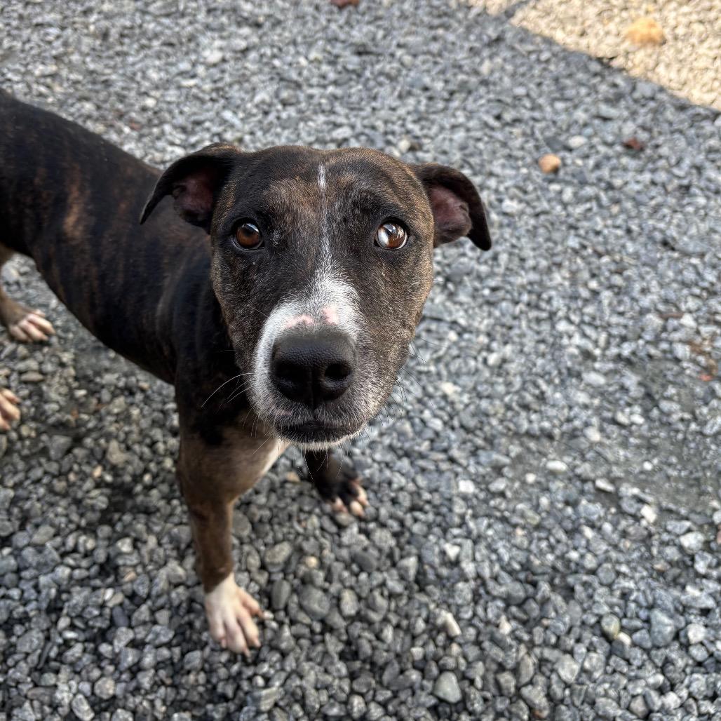 Enlarge Sun, a Adoptable mixed breed in Columbus, NC image 5/6