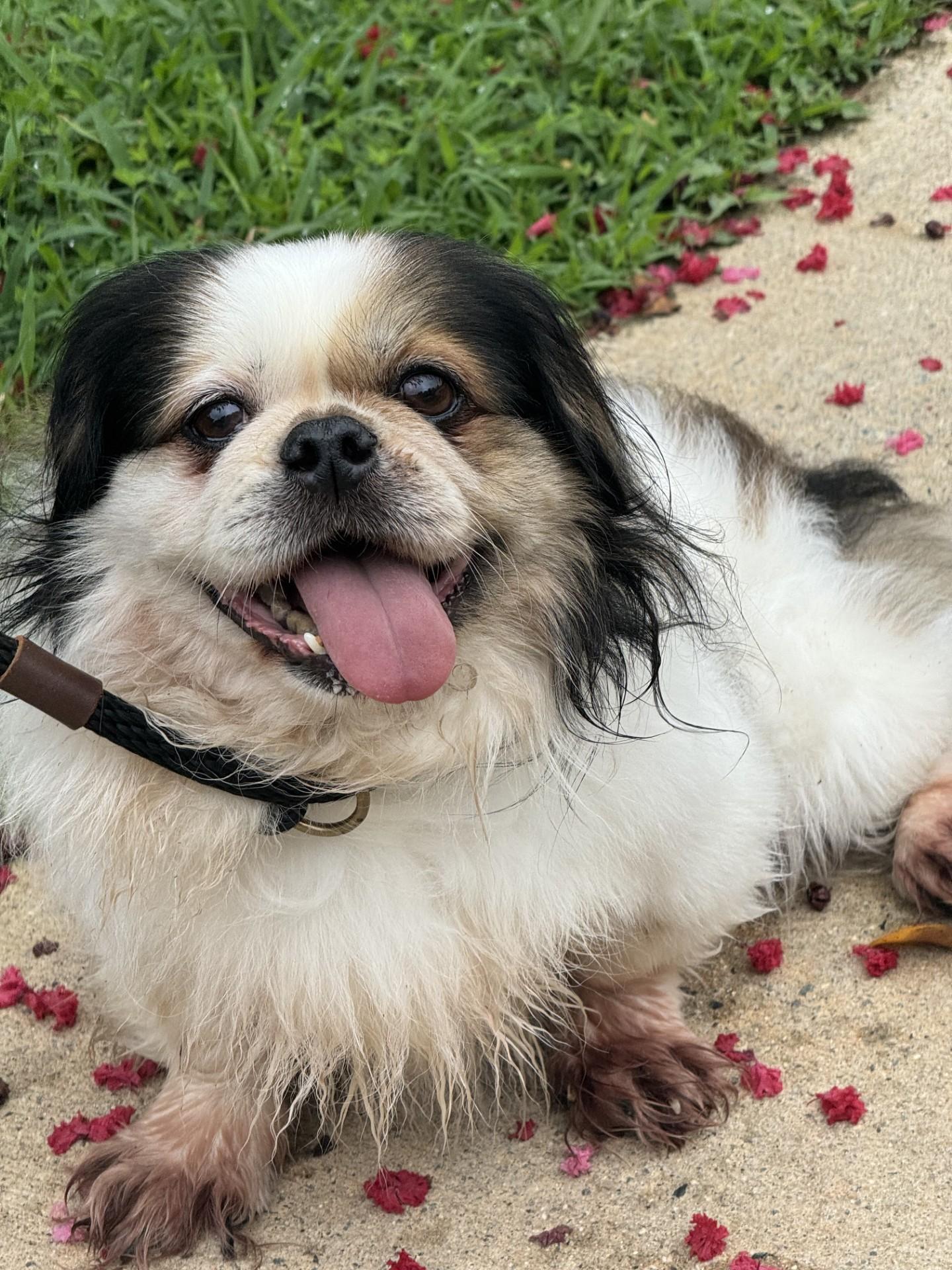 Squish, a ADOPTABLE mixed breed in Richmond, VA image 1/6