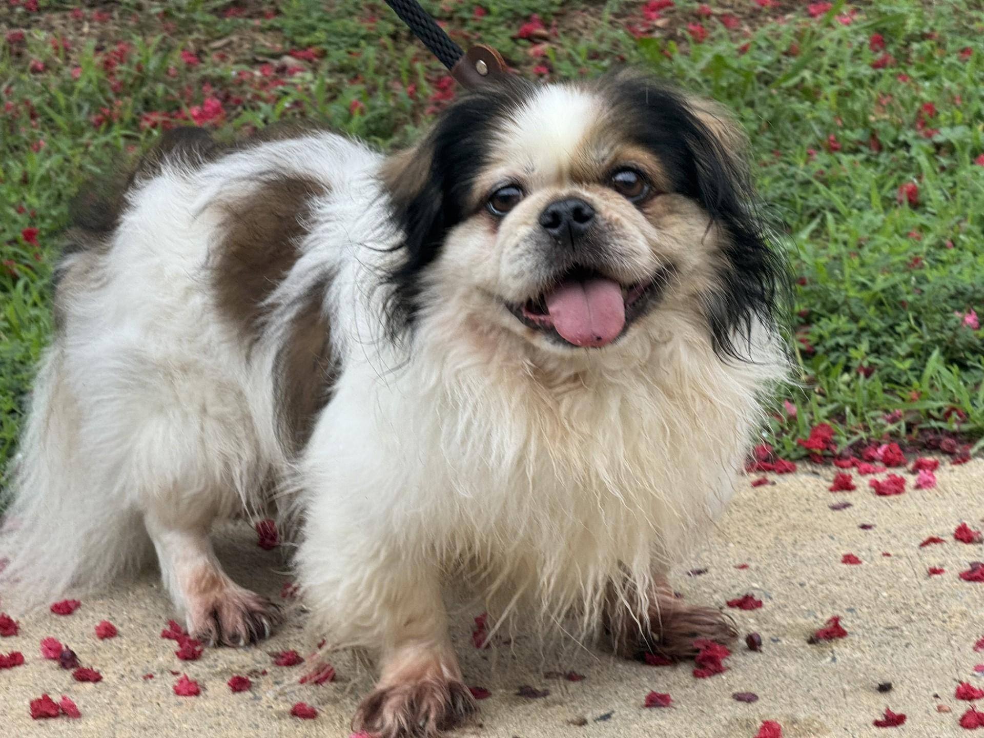 Squish, a ADOPTABLE mixed breed in Richmond, VA image 3/6