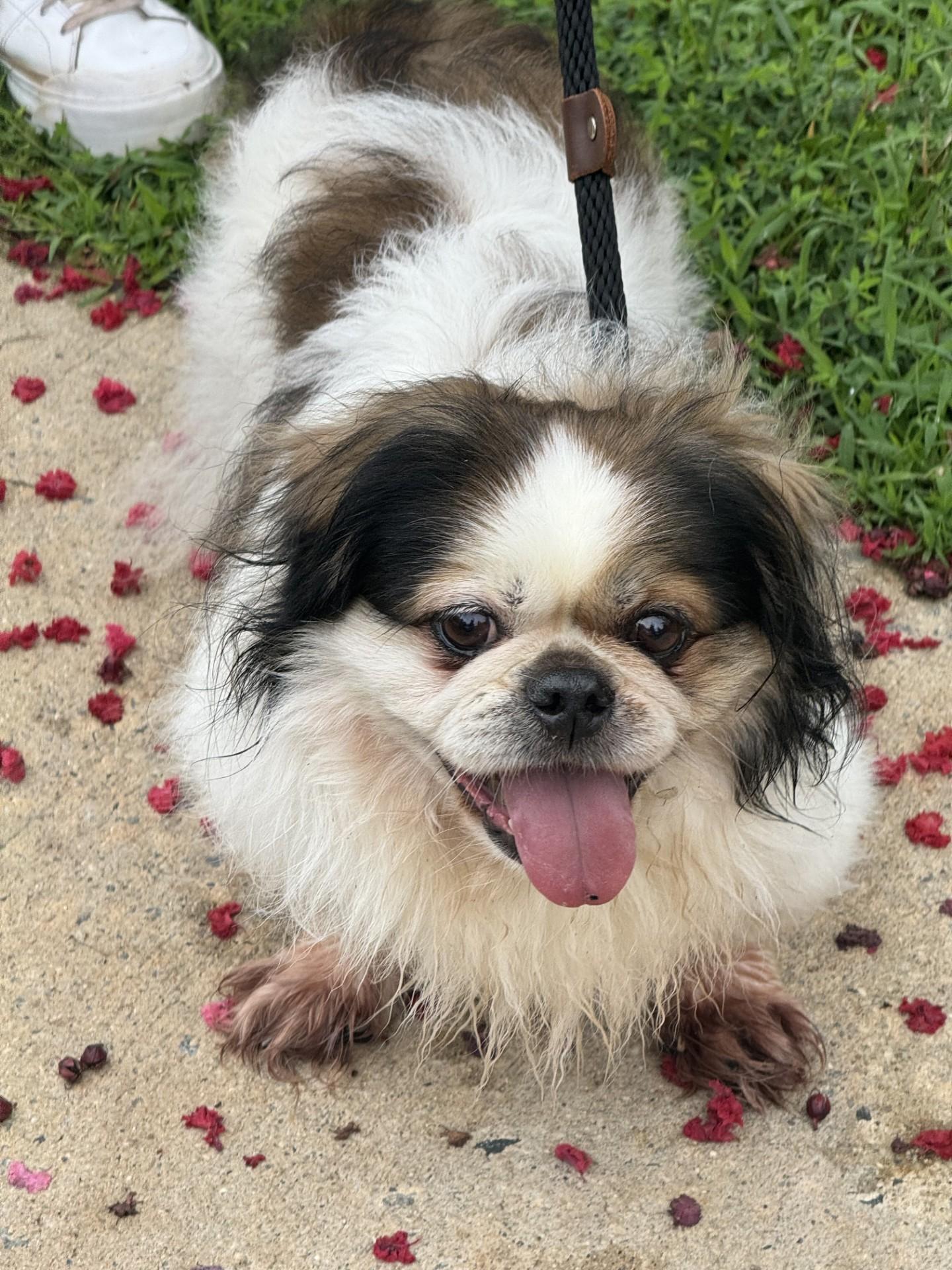 Squish, a ADOPTABLE mixed breed in Richmond, VA image 5/6