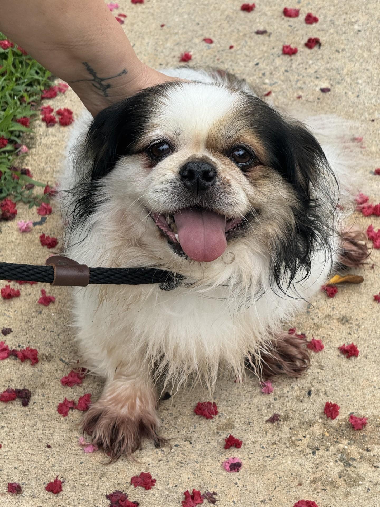 Squish, a ADOPTABLE mixed breed in Richmond, VA image 2/6
