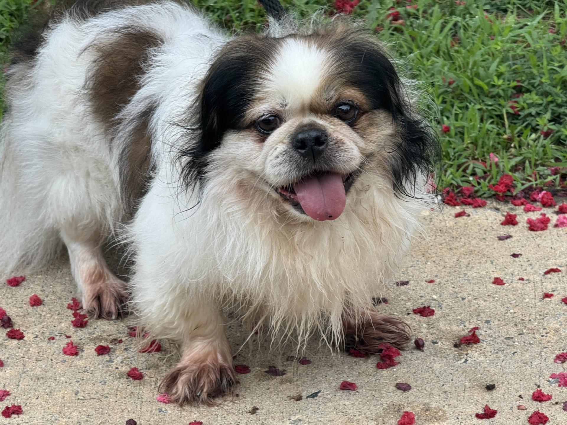Squish, a ADOPTABLE mixed breed in Richmond, VA image 4/6