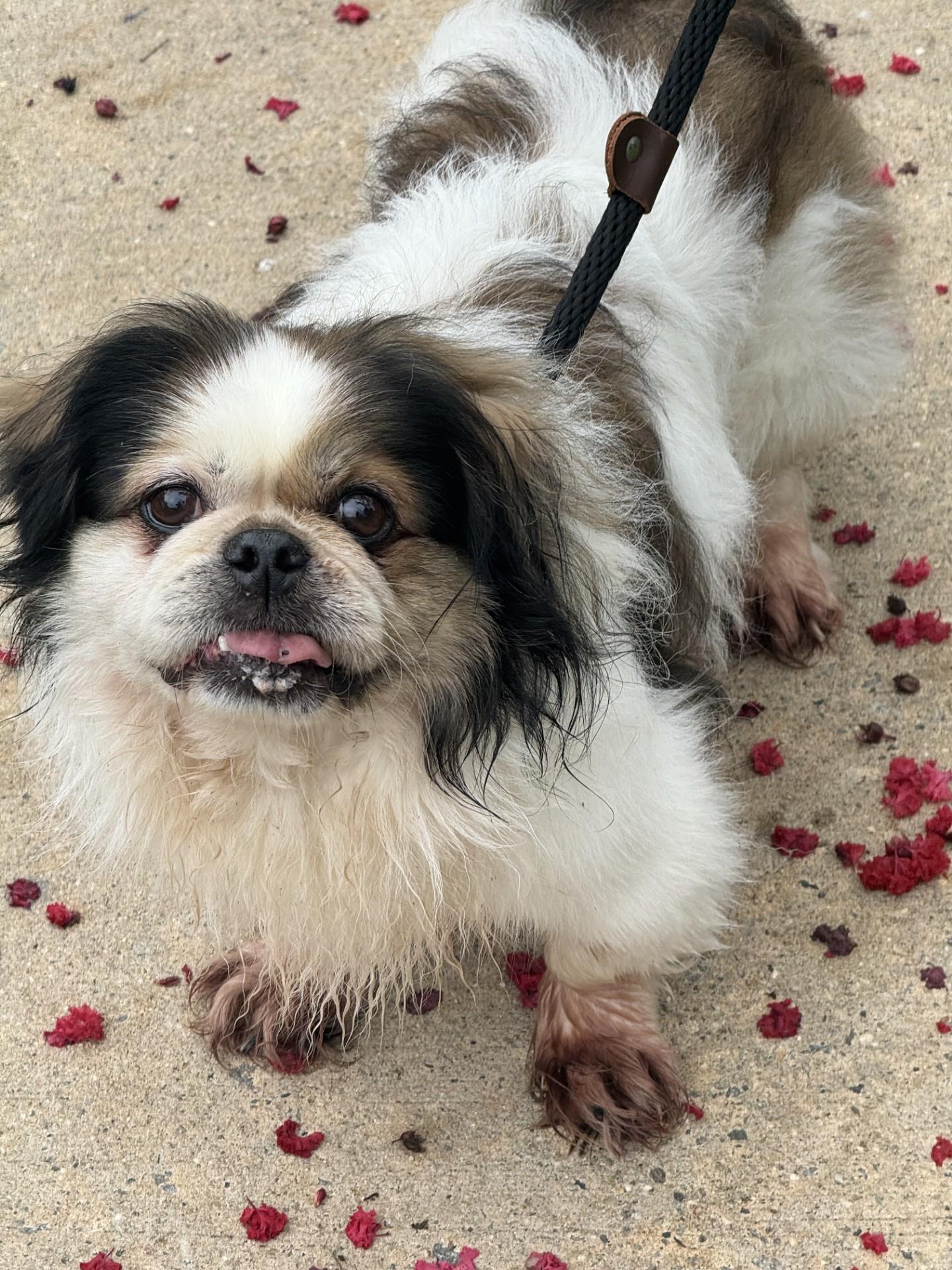 Squish, a ADOPTABLE mixed breed in Richmond, VA image 6/6