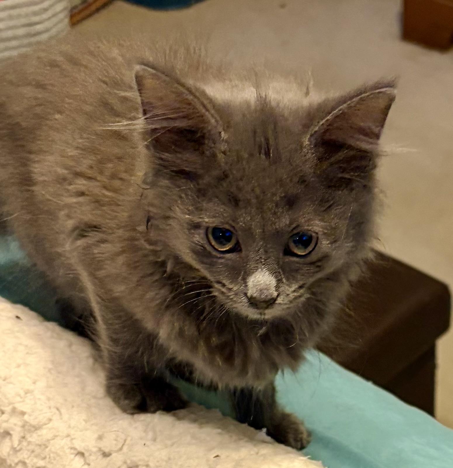 Gertie, an adopted Domestic Long Hair in Houghton Lake, MI image 5/5