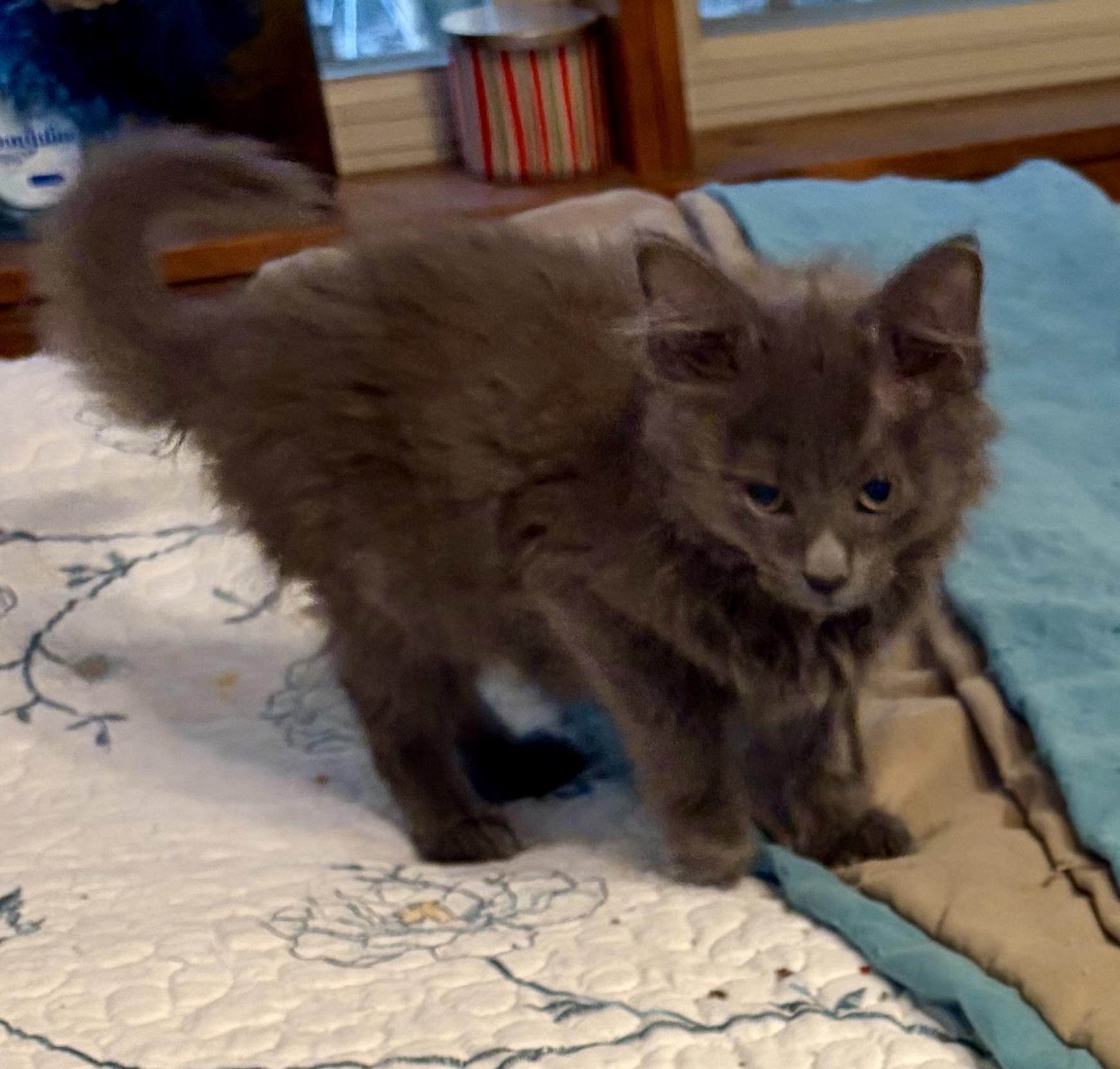 Gertie, an adopted Domestic Long Hair in Houghton Lake, MI image 4/5
