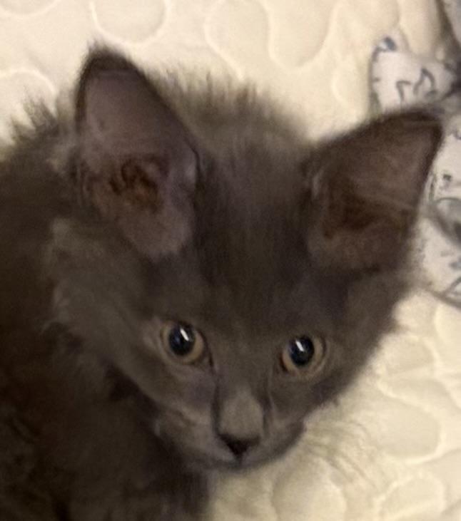 Gertie, adopted, Kitten Female Domestic Long Hair.