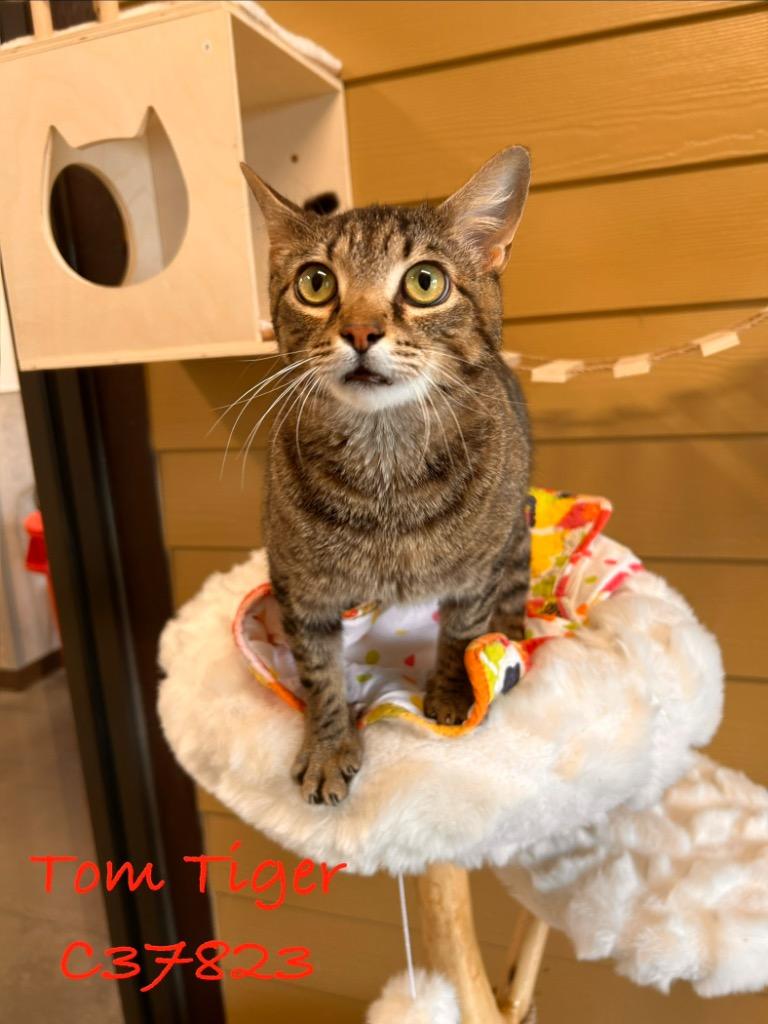 Tom Tiger, Adoptable, Young Male Domestic Short Hair.