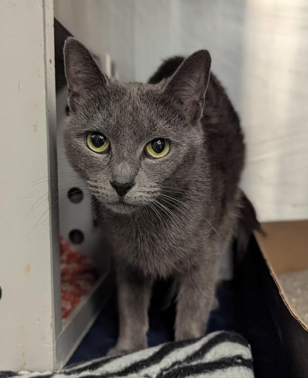 Enlarge Hippy Hippy Shake - Barn Cat, a Adoptable mixed breed in Richmond, VA image 1/4