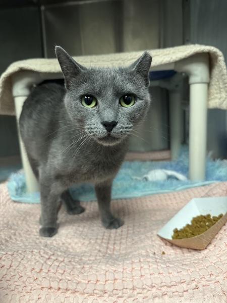 Enlarge Hippy Hippy Shake - Barn Cat, a Adoptable mixed breed in Richmond, VA image 2/4