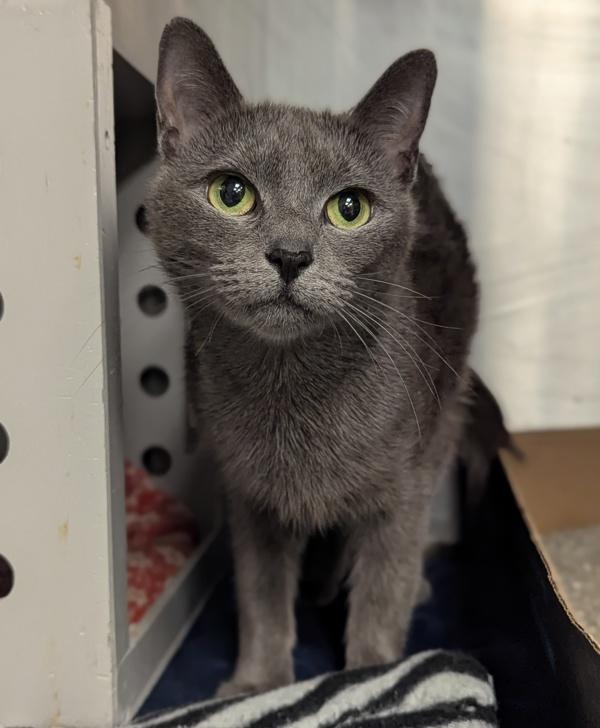 Enlarge Hippy Hippy Shake - Barn Cat, a Adoptable mixed breed in Richmond, VA image 3/4