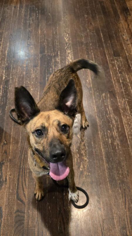 Silas, Adoptable, Young Male Shepherd.