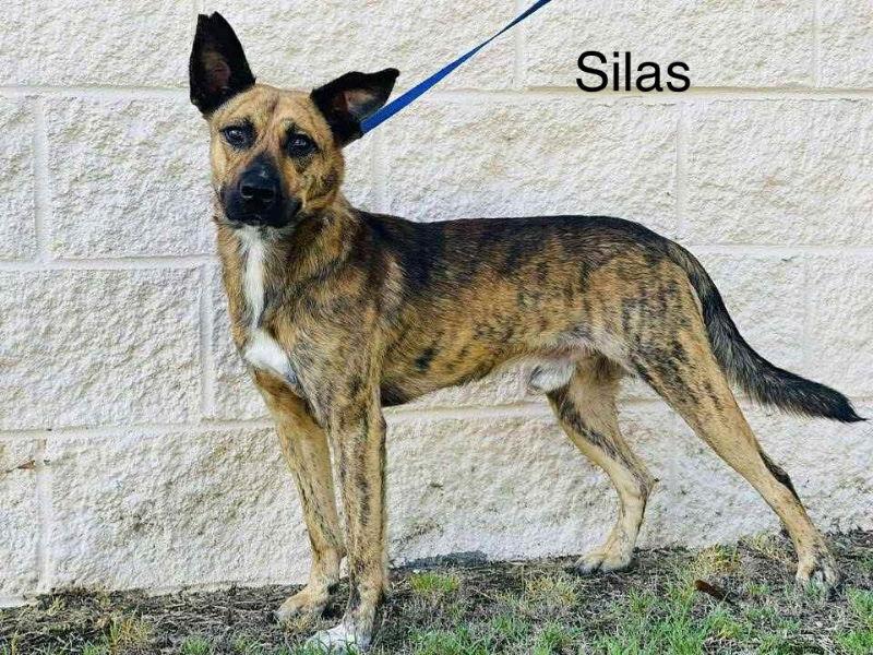 Silas, a Adoptable Shepherd in East Derry, NH image 2/3