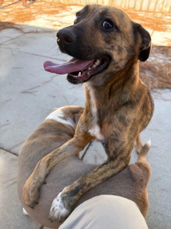 Silas, a Adoptable Shepherd in East Derry, NH image 3/3