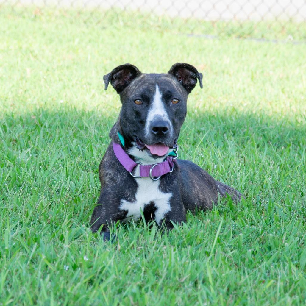 Enlarge Hattie, a Adoptable mixed breed in Cabot, AR image 1/1