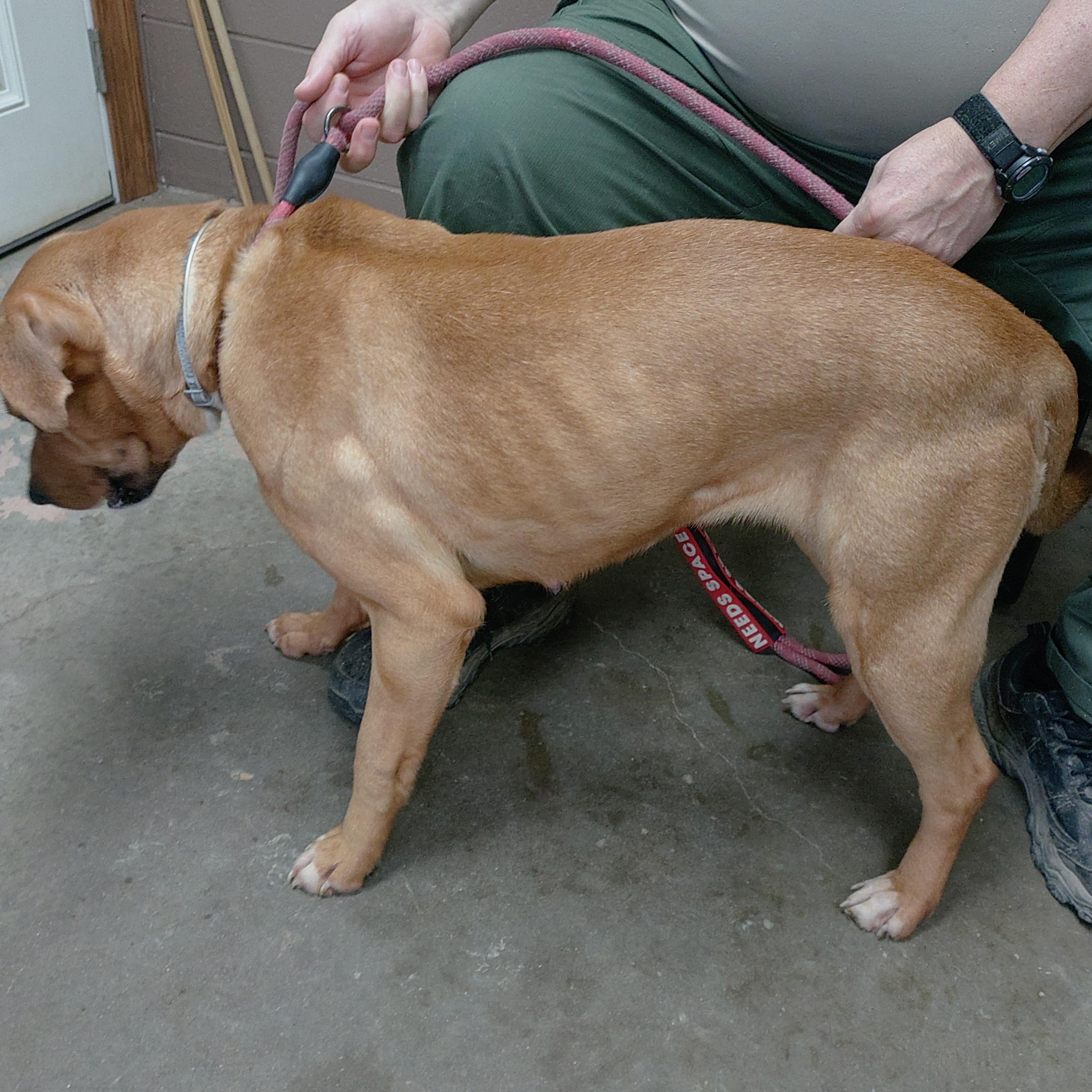 Enlarge 26-031, a ADOPTABLE mixed breed in Carrollton, OH image 3/3