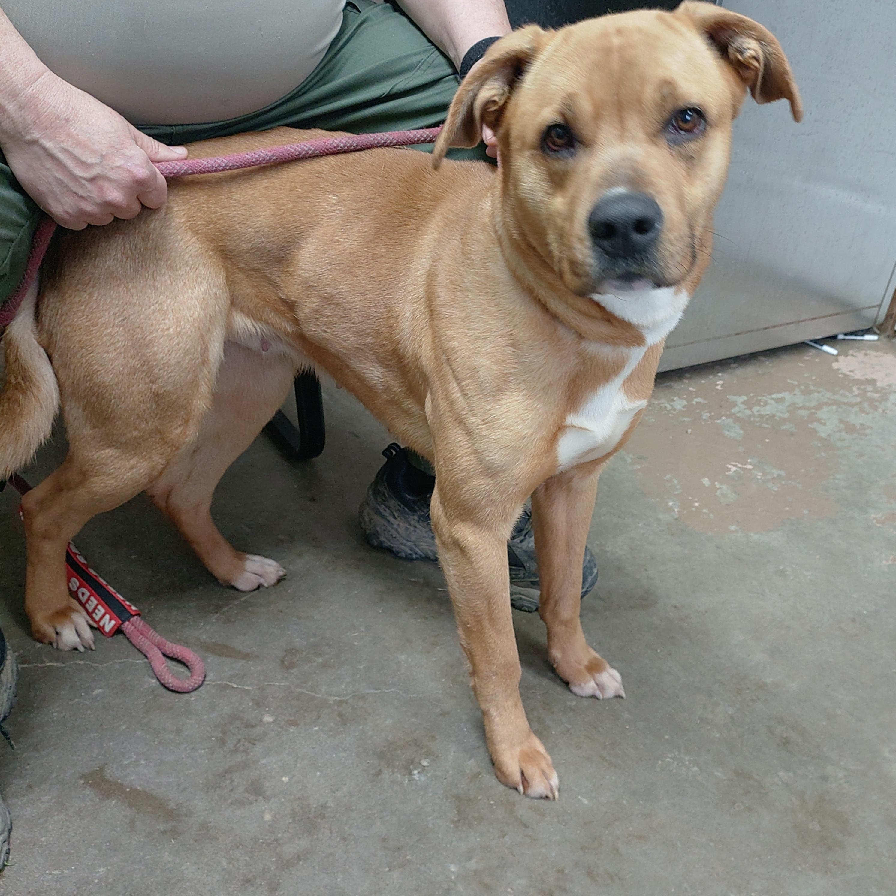 Enlarge 26-031, a ADOPTABLE mixed breed in Carrollton, OH image 2/3