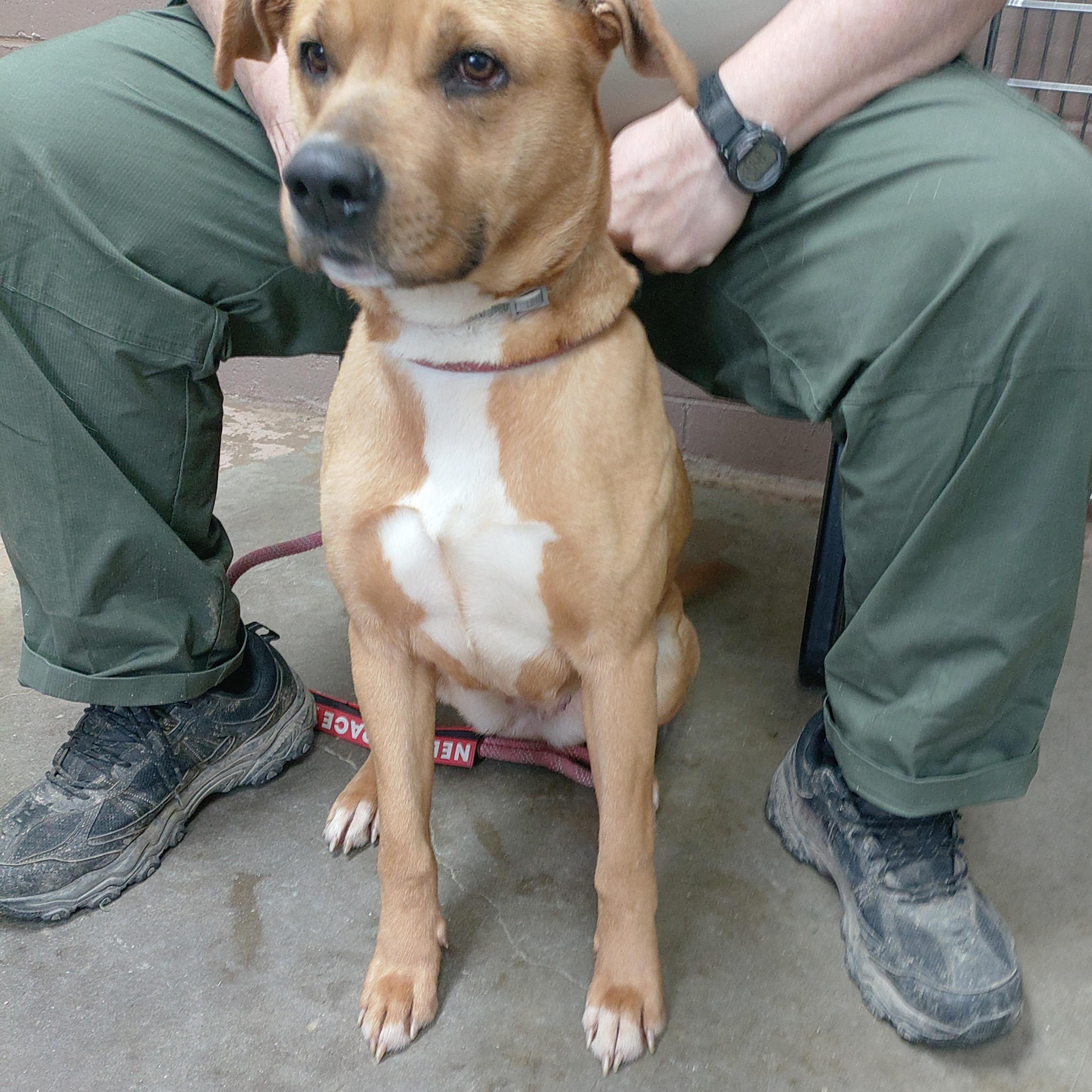 26-031, ADOPTABLE, Young Female Staffordshire Bull Terrier.